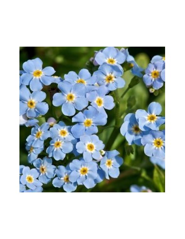 Myosotis des marais