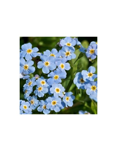 Myosotis des marais