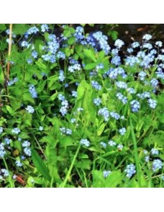 Myosotis des marais 2