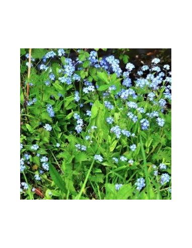 Myosotis des marais