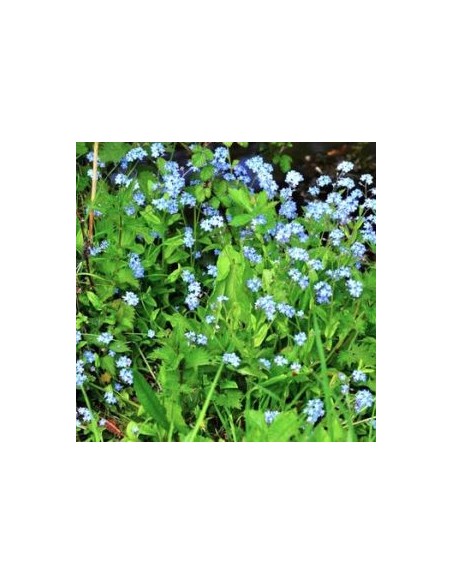 Myosotis des marais