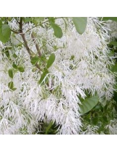 Arbre de neige 2
