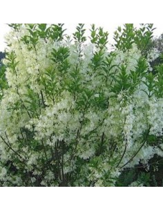 Arbre de neige