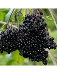 Sureau noir - Sambucus Nigra 2