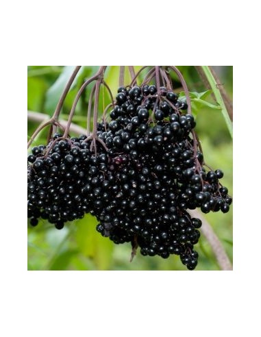 Sureau noir "Laciniata"