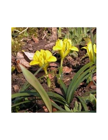 Bulbes d'iris danfordiae *100