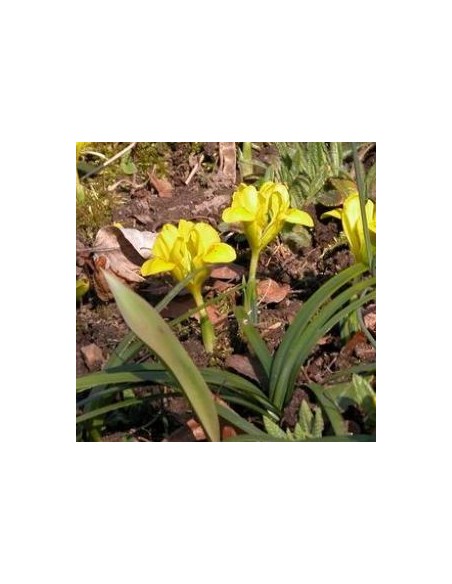 Bulbes d'iris danfordiae *100