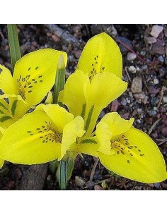 Bulbes d'iris danfordiae *100
