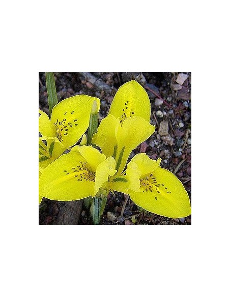 Bulbes d'iris danfordiae *100