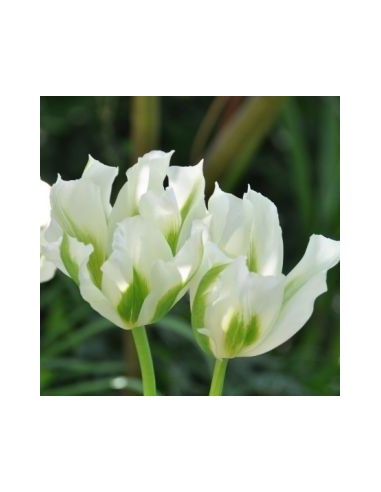 Tulipe viridiflora spring green