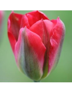 Tulipe viridiflora red spring green