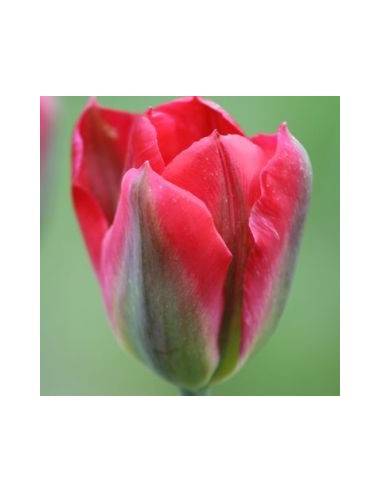 Tulipe viridiflora red spring green