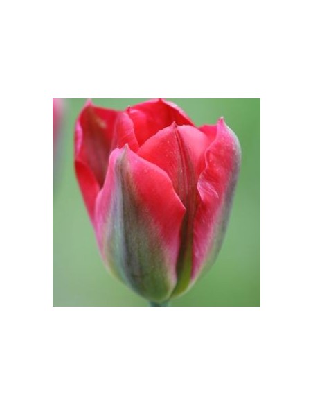Tulipe viridiflora red spring green
