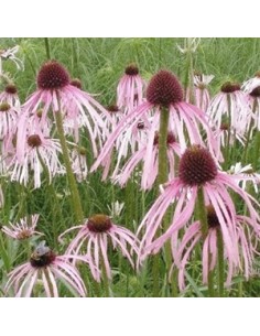 Rudbeckia pallida