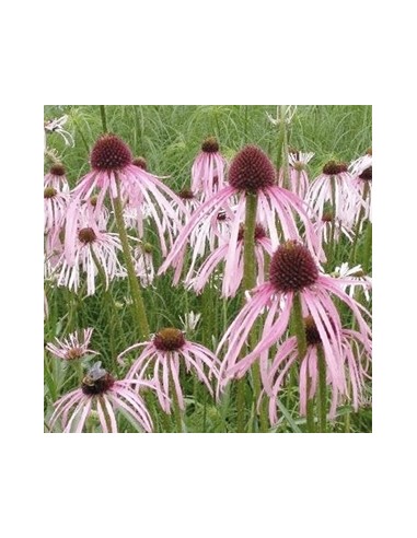 Rudbeckia pallida