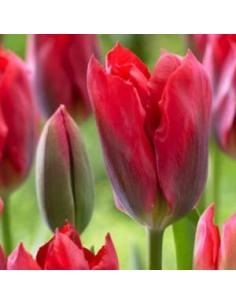 Tulipe viridiflora red spring green 2
