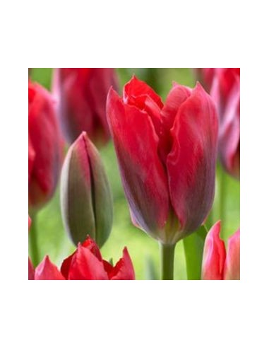 Tulipe viridiflora red spring green