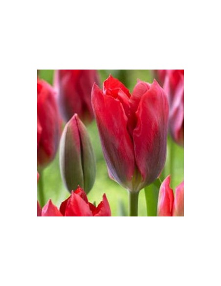 Tulipe viridiflora red spring green
