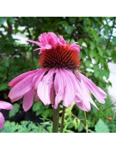 Rudbeckia pourpre "doubledecker"