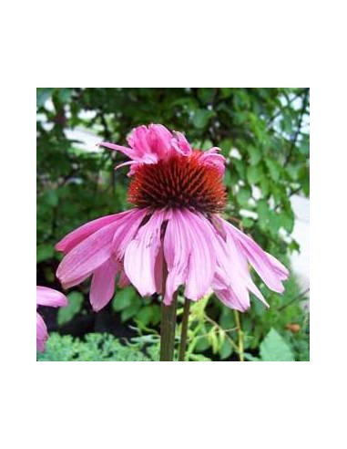 Rudbeckia pourpre "doubledecker"