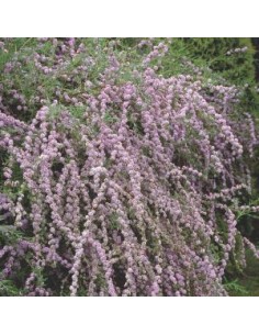 Arbre à papillons à feuilles alternes 2