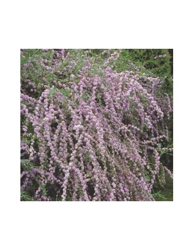 Arbre à papillons à feuilles alternes