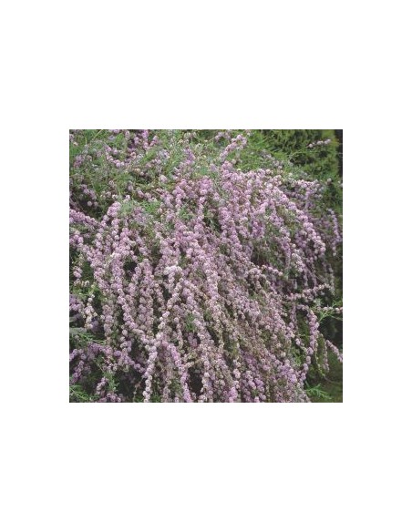 Arbre à papillons à feuilles alternes