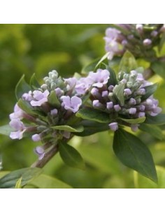 Arbre à papillons à feuilles alternes