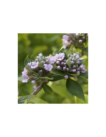 Arbre à papillons à feuilles alternes