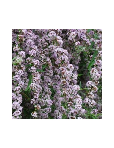 Arbre à papillons à feuilles alternes