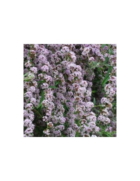 Arbre à papillons à feuilles alternes