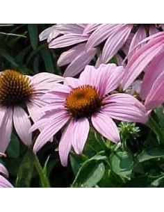 Rudbeckia pourpre "leuchstern"