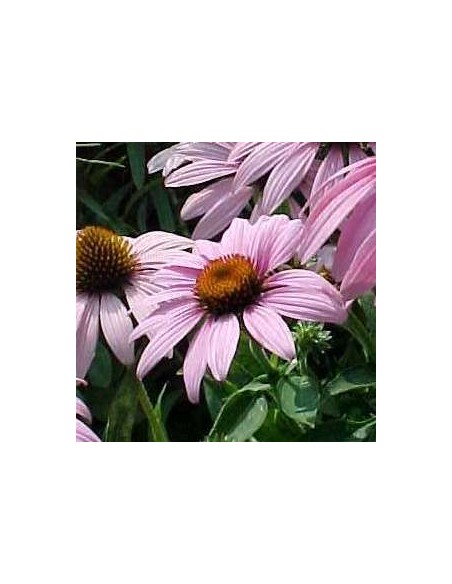 Rudbeckia pourpre "leuchstern"