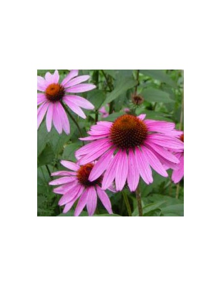 Rudbeckia pourpre "magnus" Rudbeckia pourpre "magnus"