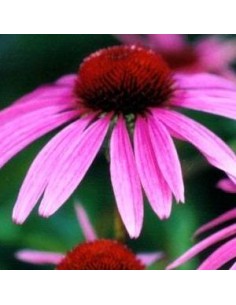 Rudbeckia pourpre "rubinstern"