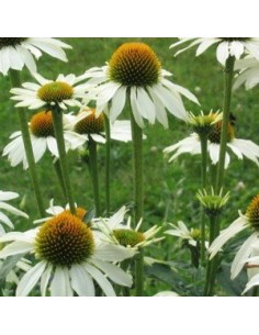Rudbeckia pourpre "white swan"