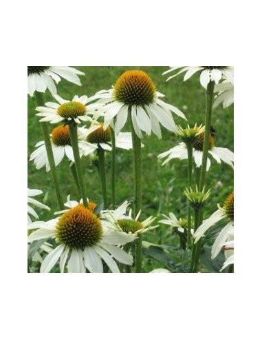 Rudbeckia pourpre "white swan"