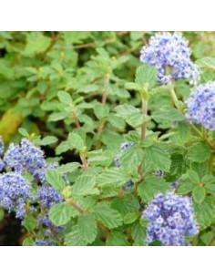 Céanothe "Burkwoodii"