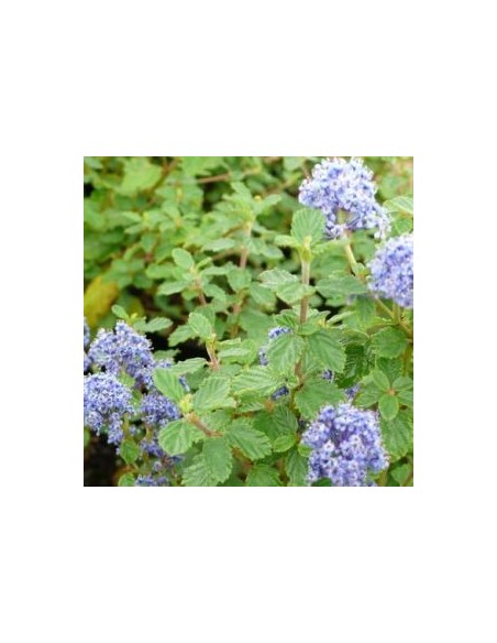 Céanothe "Burkwoodii"