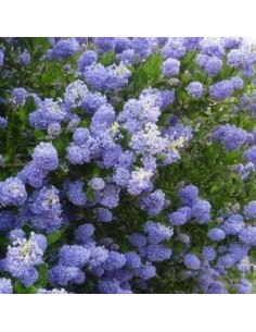 Céanothe "Burkwoodii" 2