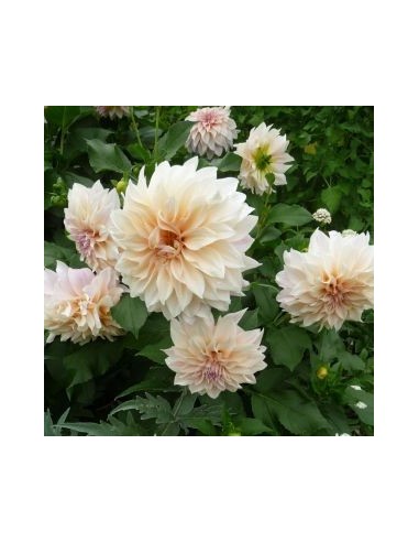 Dahlia géant Café au lait