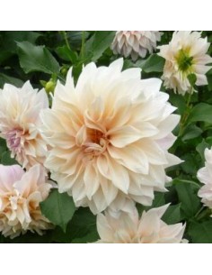 Dahlia géant Café au lait 2