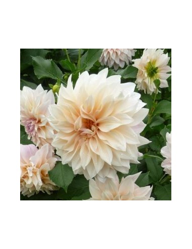 Dahlia géant Café au lait
