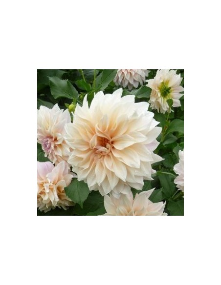 Dahlia géant Café au lait