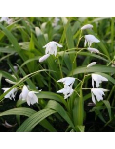 Orchidée jacinthe blanche