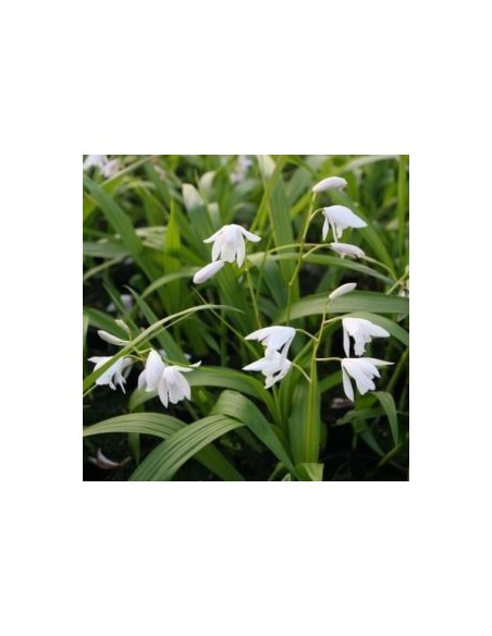 Orchidée jacinthe blanche