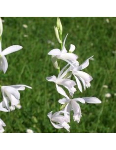 Orchidée jacinthe blanche 2