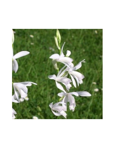 Orchidée jacinthe blanche