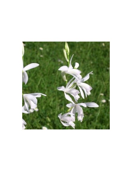 Orchidée jacinthe blanche