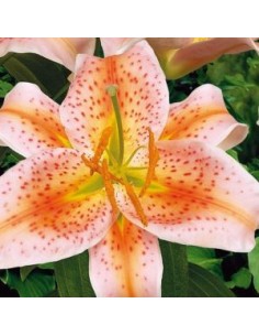 Lys oriental Salmon Star*3 2